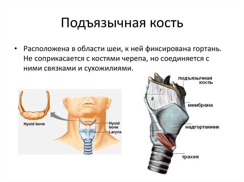 В какую систему органов входит гортань. Подъязычная кость кость строение. Подъязычная кость Билич. Анатомия лица человека подъязычная кость. Подъязычная кость анатомия строение.