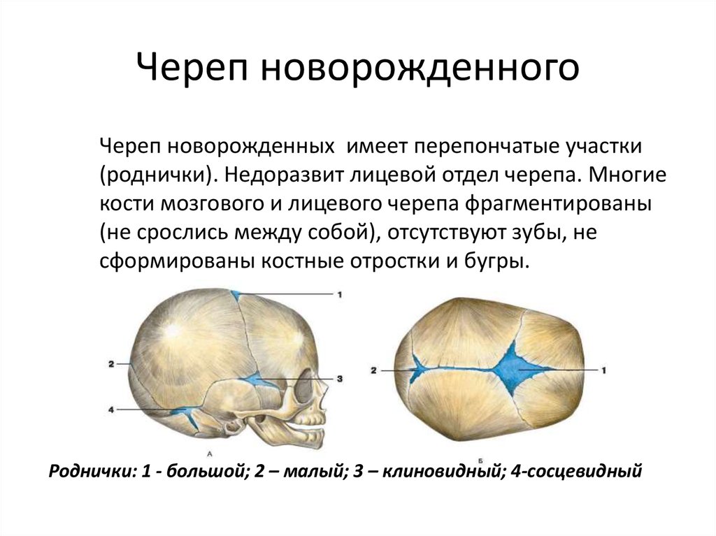 Роднички у доношенного. Роднички новорожденного анатомия черепа. Строение черепа новорожденного швы. Череп новорожденного кости черепа. Соединения костей черепа новорожденного.