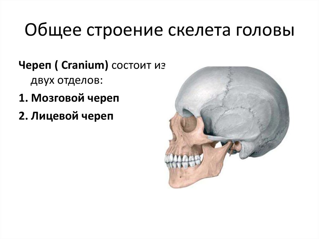 Мозговой череп представлен. Общее строение скелета головы. Презентация скелет головы. Строение головы для презентации. Череп анатомия презентация.