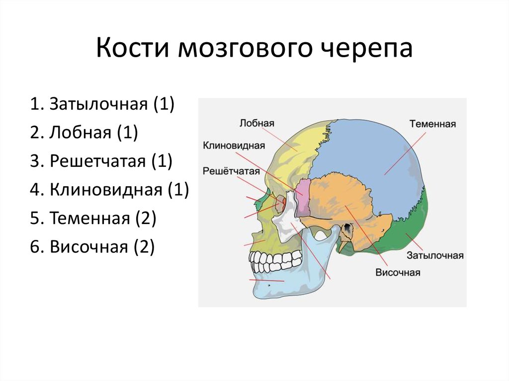 Состав кости черепа. Кости мозгового отдела черепа человека. Кости образующие мозговой отдел черепа человека. Парные кости мозгового отдела черепа человека. Строение костей мозгового отдела черепа.