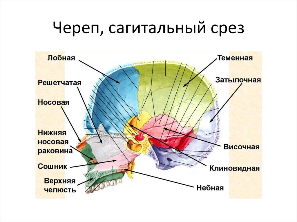 Изображение целой анатомической области