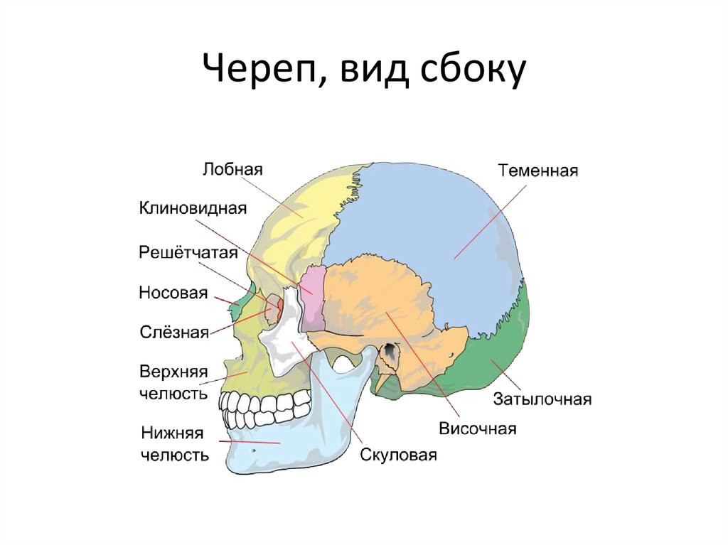 Кости черепа анатомия. Строение черепа вид сбоку. Кости черепа вид сбоку. Скелет головы человека анатомия. Череп вид сбоку анатомия.