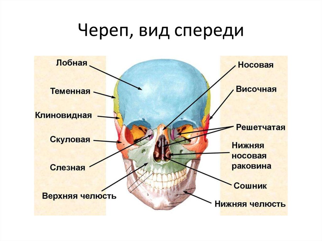 Схема частей лица