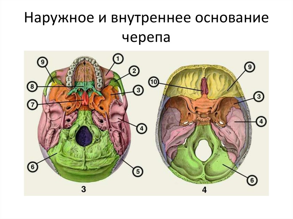 Внутренняя поверхность костей. Внутреннее основание черепа анатомия. Кости образующие внутреннее основание черепа. Наружная поверхность основания черепа строение. Наружное основание черепа строение анатомия.