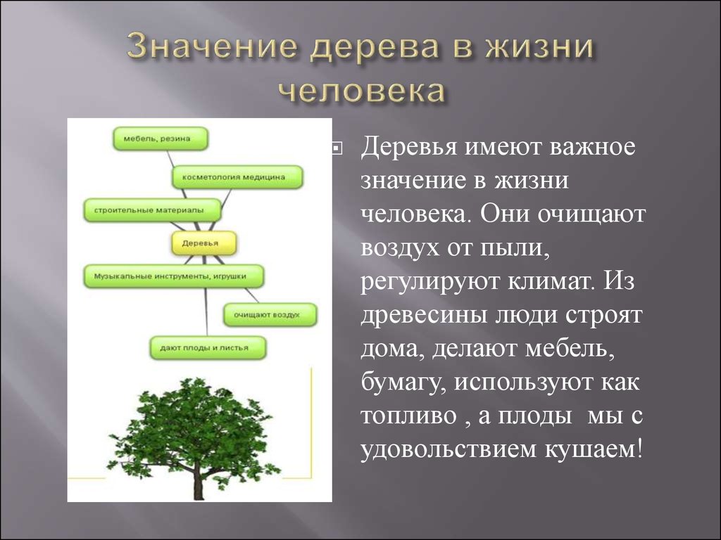 Деревья дают воздух. Значимость деревьев в жизни человека. Польза деревьев для человека. Деревья в жизни человека. Значение деревьев в природе.
