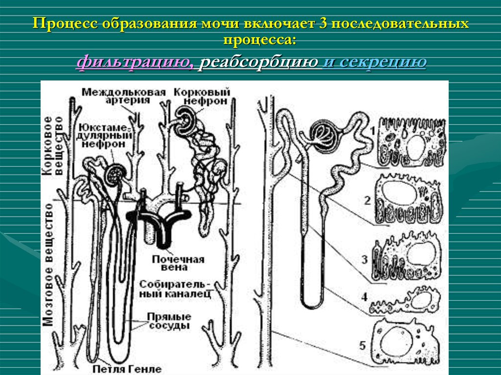 Образуется в процессе. Процесс образования мочи. Процессы в нефроне при образовании мочи. Первичная моча образуется в петле Генле. Образ процесса это.