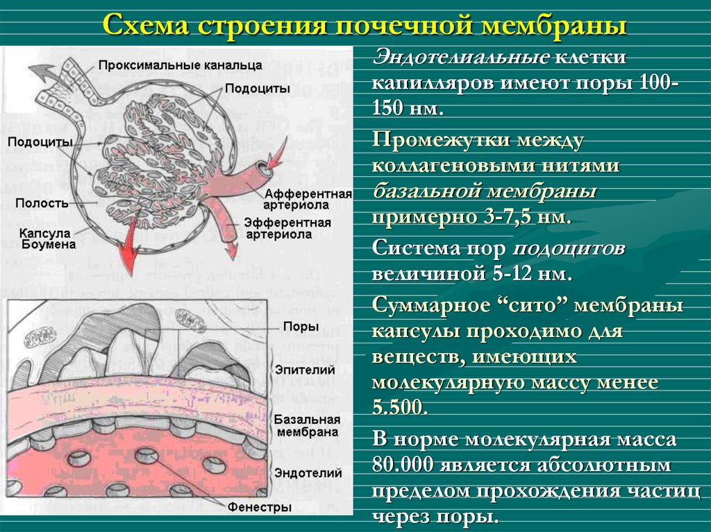 Схема пор. Базальная мембрана подоцитов функции. Базальная мембрана Боумена. Подоциты почки функции. Подоцит строение и функции.