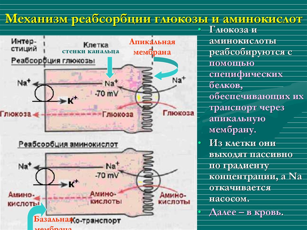 Реабсорбция происходит в