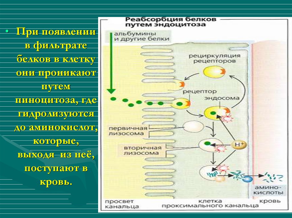 Путь белков. Где гидролизуются белки. Пиноцитоз белков в реабсорбции. Фильтрат фермента ржи что это.