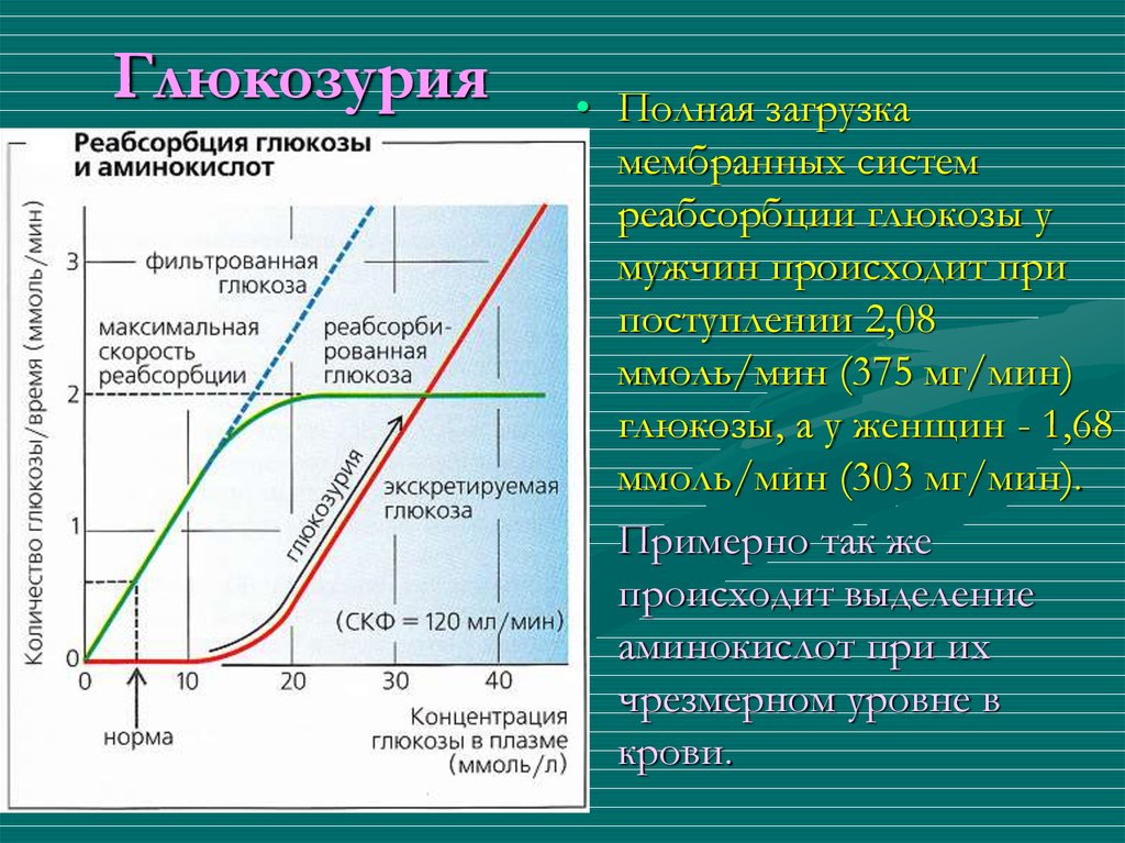 Глюкозурия. Глюкозурия наблюдается при концентрации Глюкозы в крови (ммоль/л):. Порог реабсорбции Глюкозы. Скорость реабсорбции Глюкозы. Глюкозурия почечный порог.