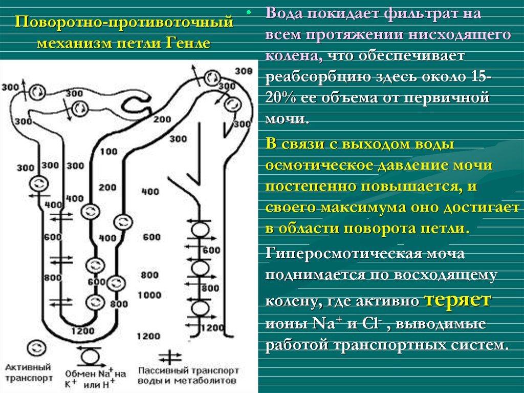 Схема противоточно множительной системы