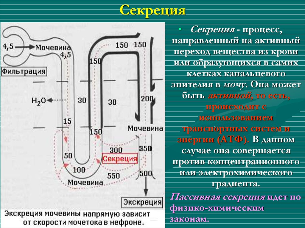 Процесс секреции заключается в. Механизм канальцевой секреции схема. Процесс секреции в почечных канальцах. Секреция это. Механизм канальцевой секреции физиология.