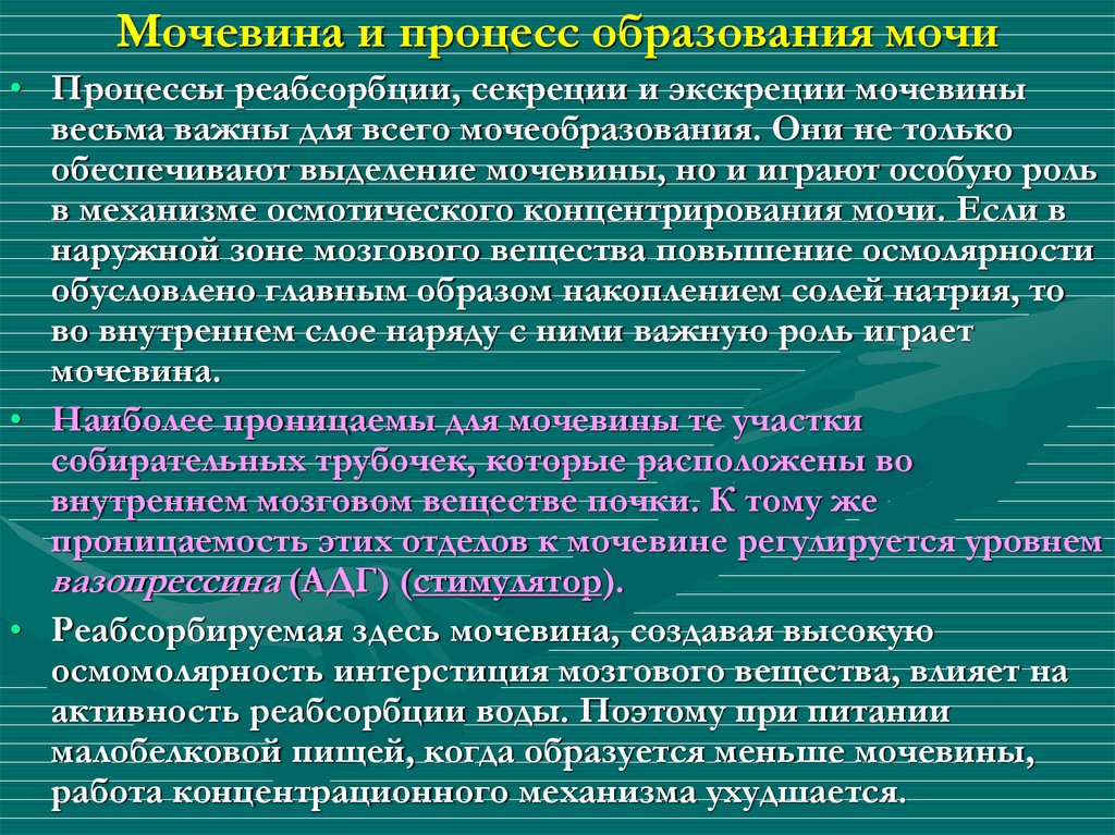 Образование мочевины в процессе обмена веществ