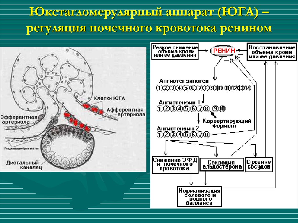 Секреция почек