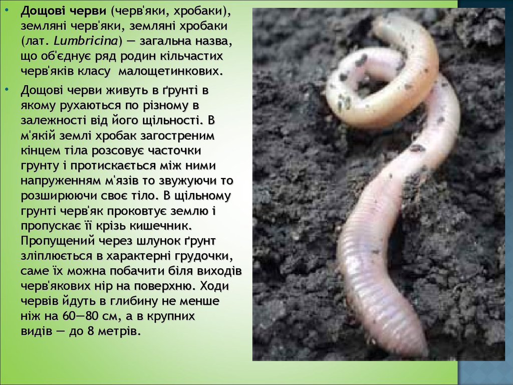 Где живут черви. Малощетинкових червів.