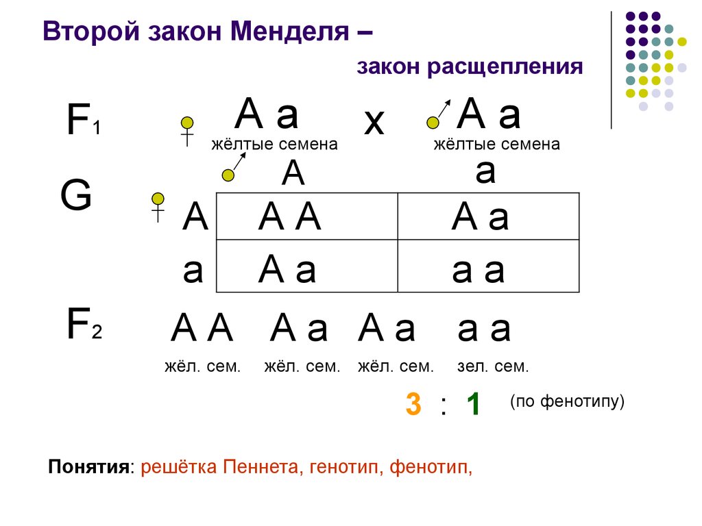 Расщепление по генотипу 2 закон менделя