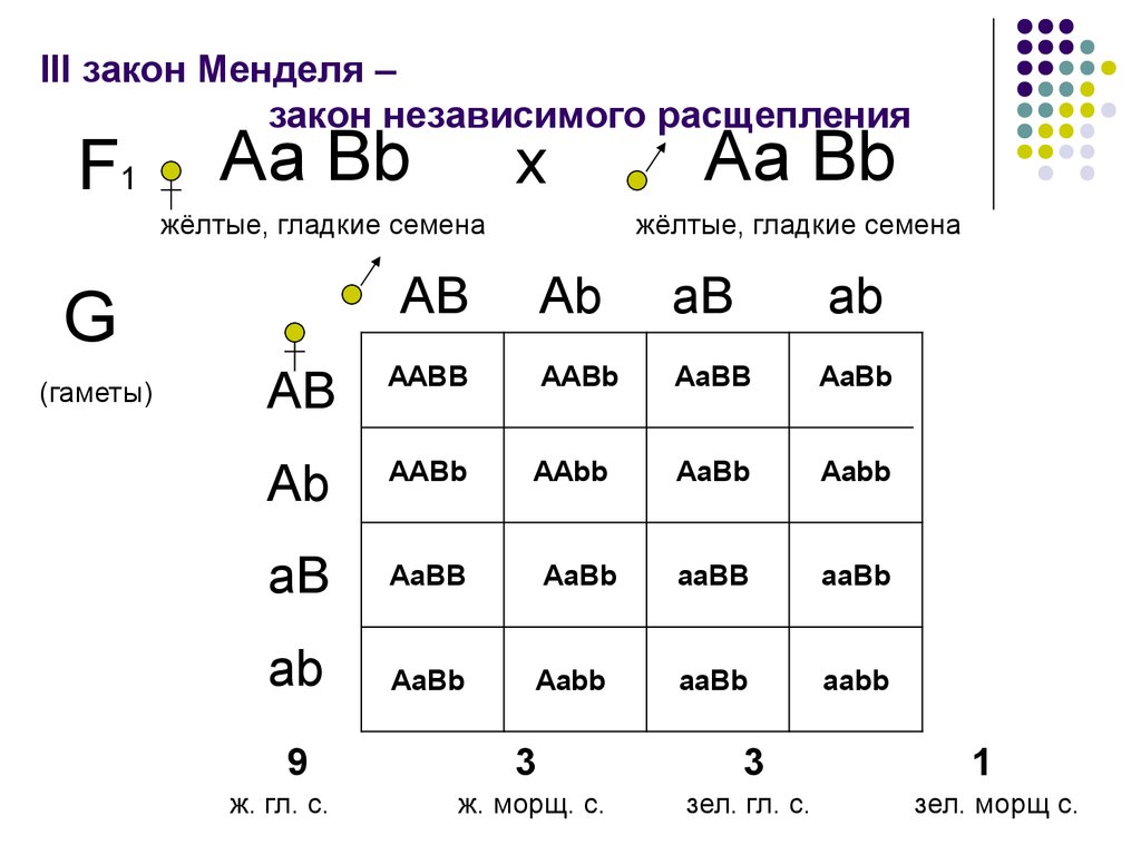 3 закона менделя схемы