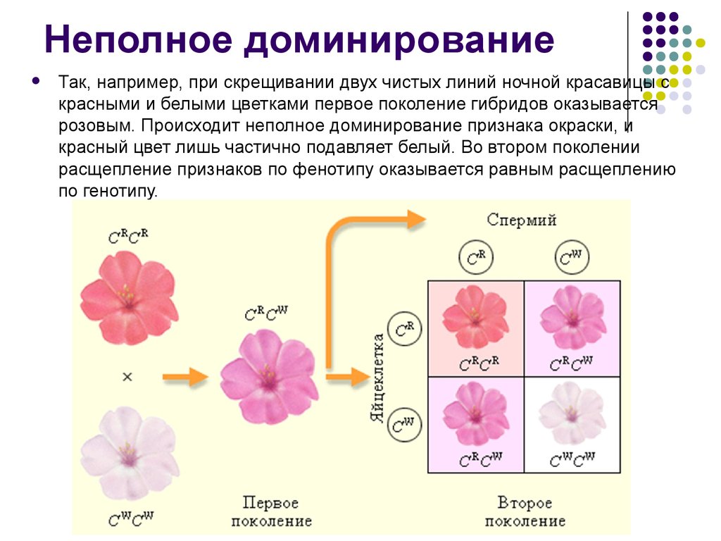 Неполное доминирование фенотип генотип