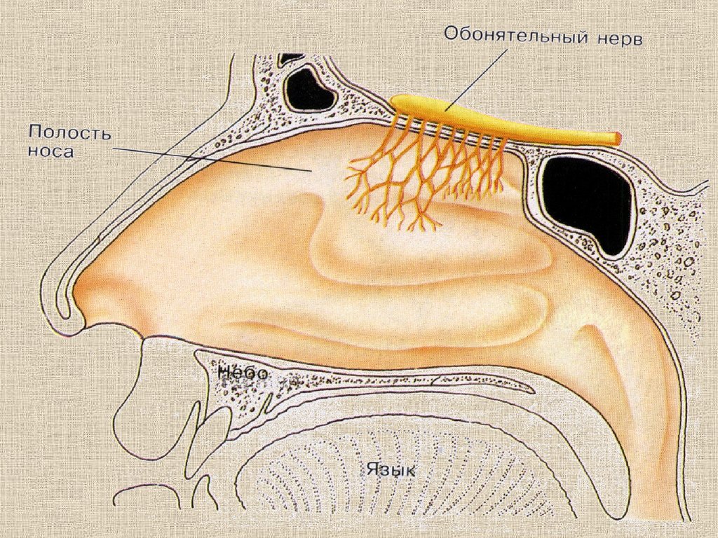Обонятельный нерв схема