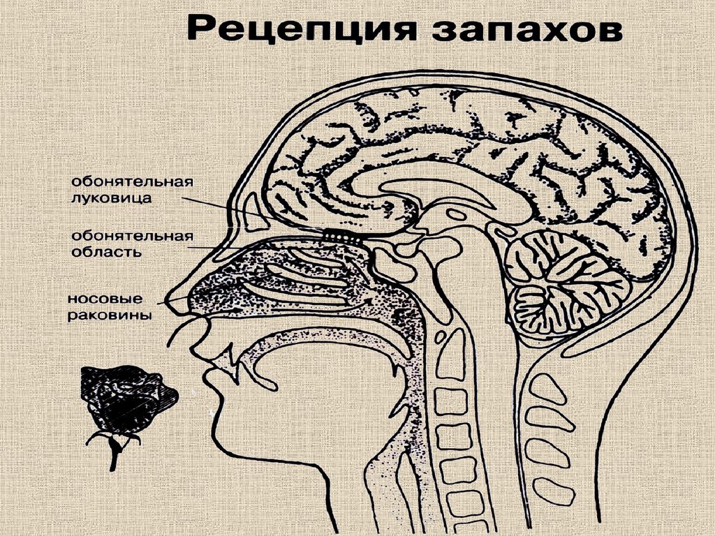 Отделы мозга обоняние. Сенсорная система обоняния. Обонятельный анализатор обонятельный анализатор. Обонятельный анализатор строение. Строение вкусового и обонятельного анализатора.