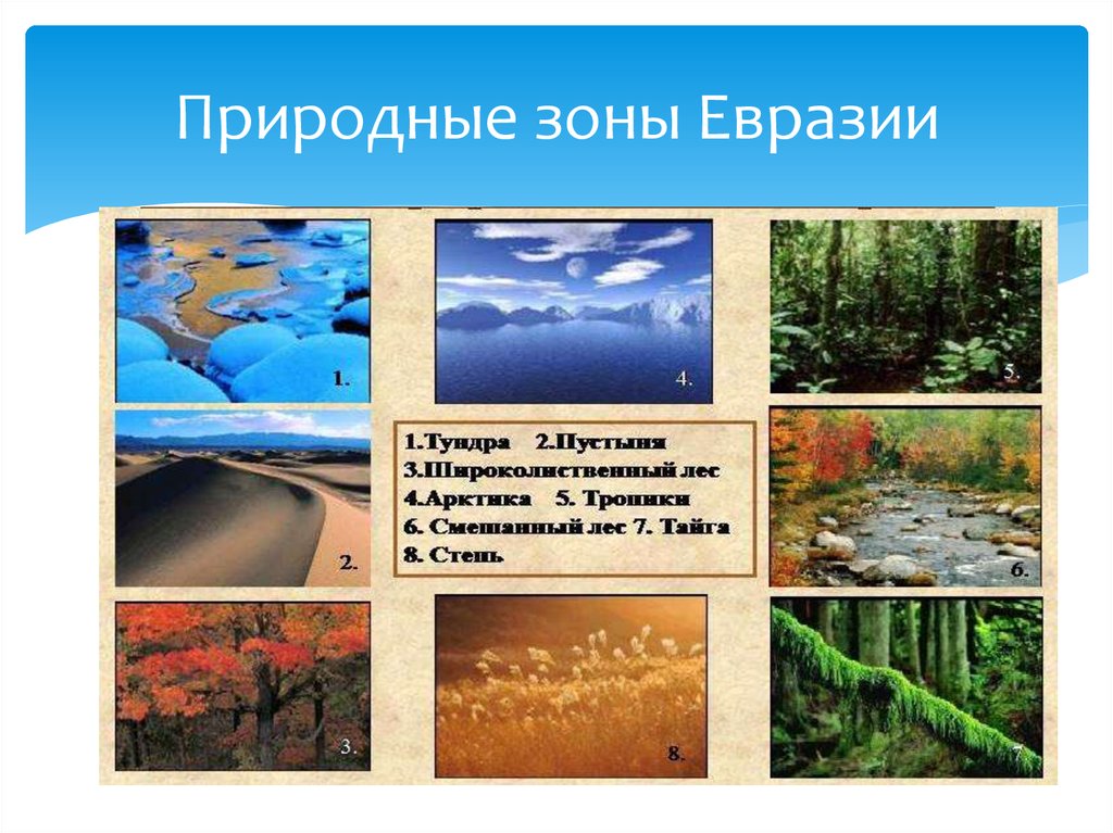 Растительный и природный мир евразии