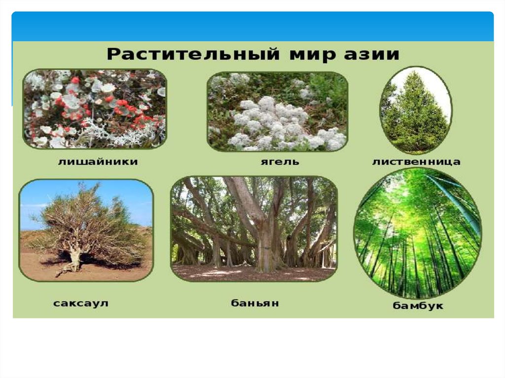 Какие леса в евразии. 10 Растений Евразии. Растения на материке Евразия.