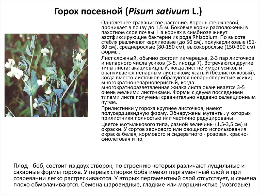 Описать горох. Горох посевной описание растения. Горох Половной морфологическое описание. Характеристика гороха посевного. Горошек посевной описание.