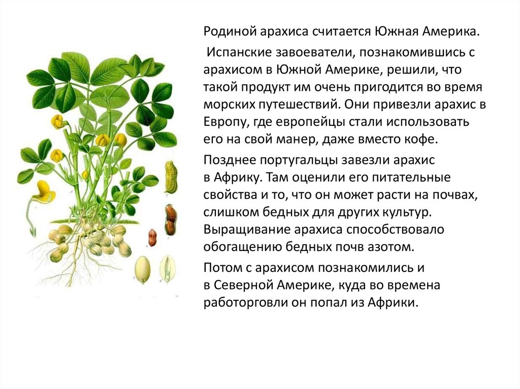 Какой стебель у бобовых. Арахис семейство бобовых. Строение арахиса. Стебель арахиса. Арахис бобовое растение.