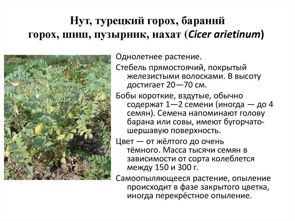 Особенности стебля бобовых. Фазы развития бобовых культур. Стебель зернобобовых культур. Нут бараний стебель. Стебель нута.