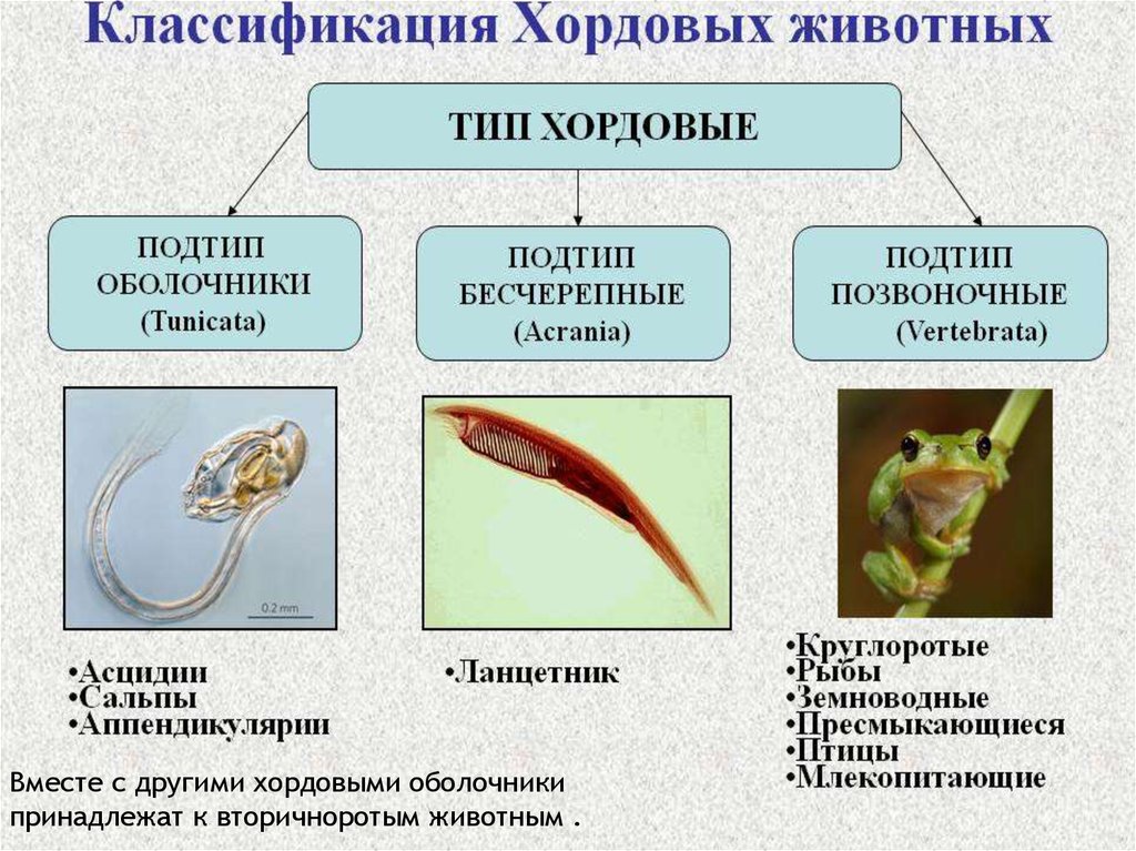 Типы рождения. Первые Хордовые. Появление хордовых животных. Происхождение хордовых. Тип Хордовые классификация.