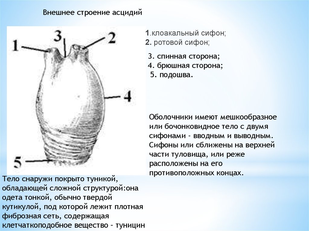 Строение асцидии схема