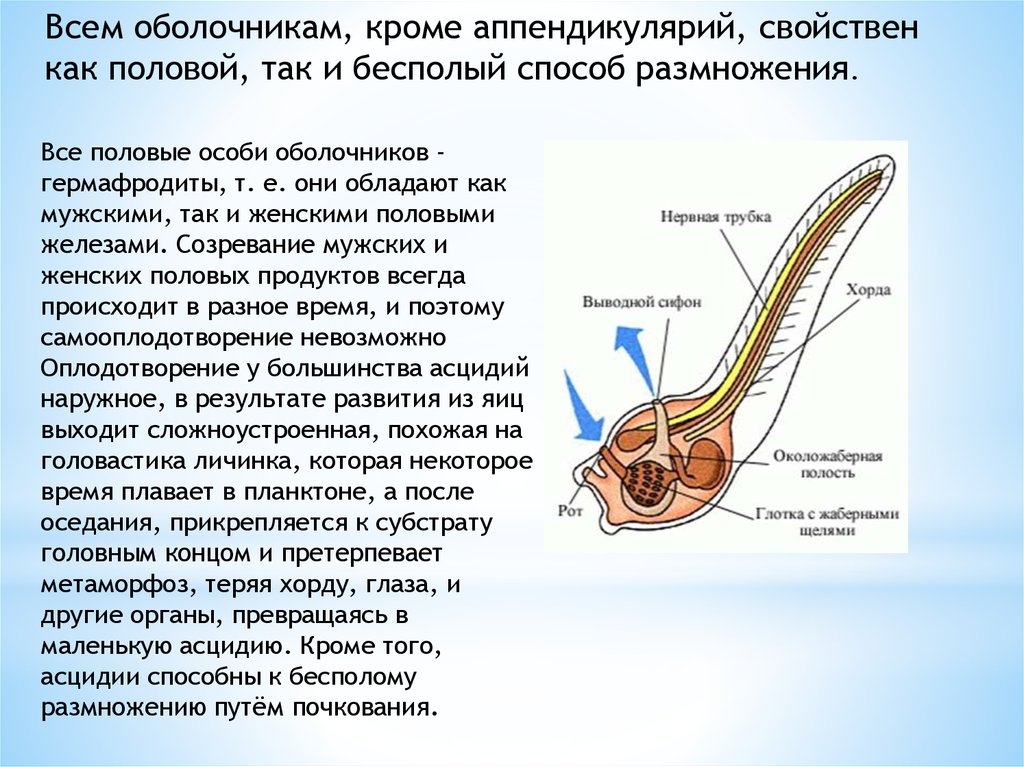 Нервная половая система. Оболочники строение личинки. Оболочники строение. Размножение оболочников.