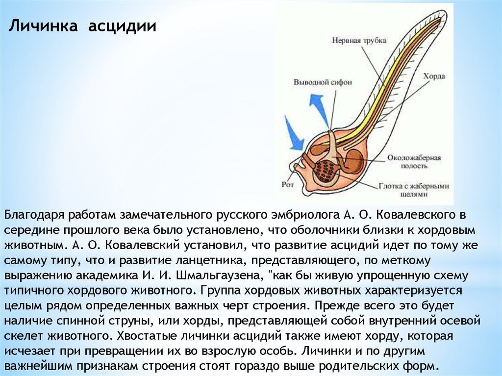 Строение асцидии схема