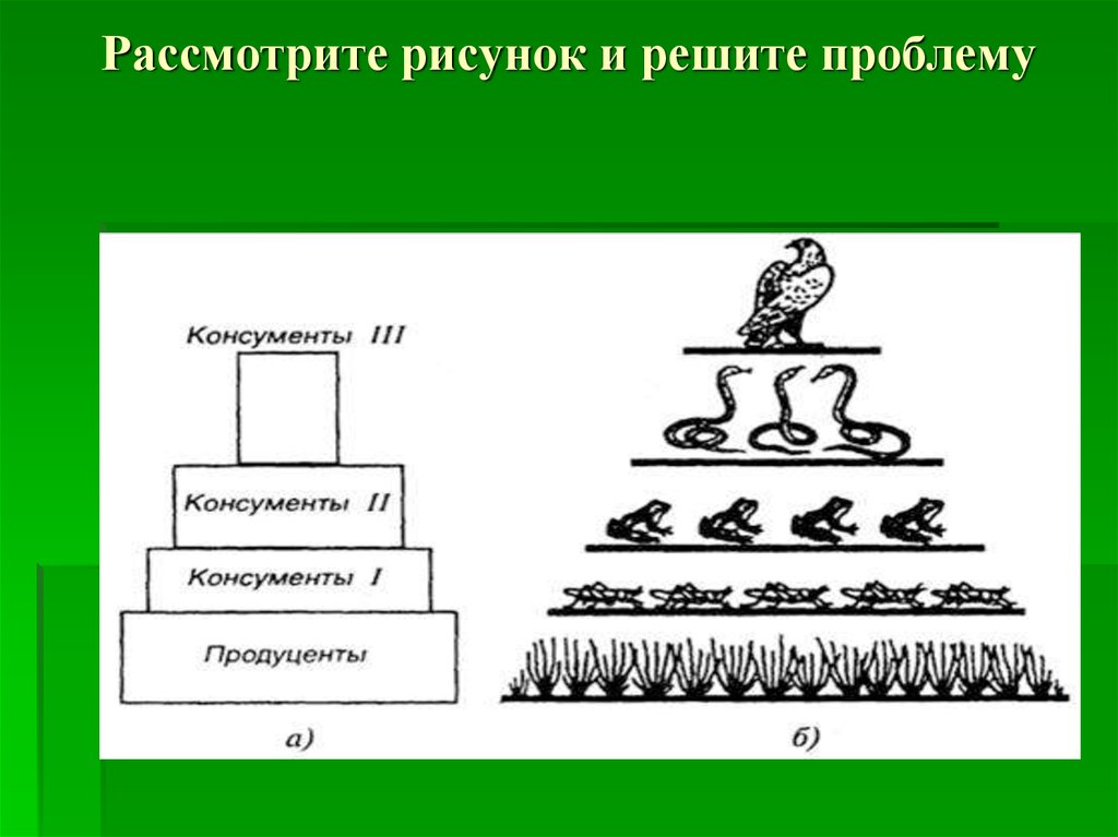 Схема создания закона в биологии