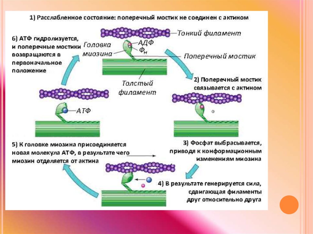 Опишите общую схему энергетического обеспечения мышечного сокращения