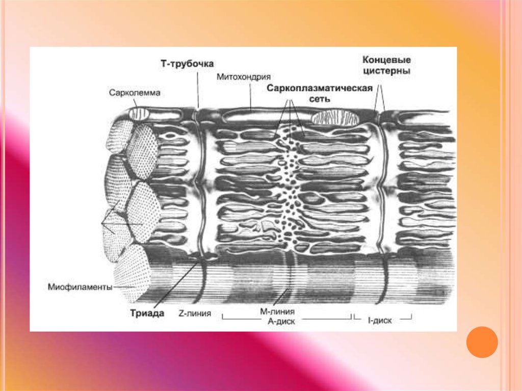 Гладкий саркоплазматический ретикулум исчерченных мышц обеспечивает. Саркоплазматический ретикулум мышечного волокна. Т трубочки мышечного волокна. Саркоплазматический ретикулум строение. Саркомер и саркоплазматический ретикулум.