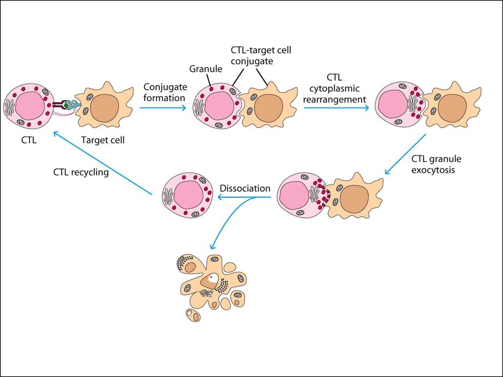 Эффекторные клетки т лимфоцитов. Перфорин гранзимовый механизм. Эффекторная стадия иммунного ответа. Эффекторная фаза клеточного иммунного ответа. Перфорин гранзимовый механизм развития апоптоза.