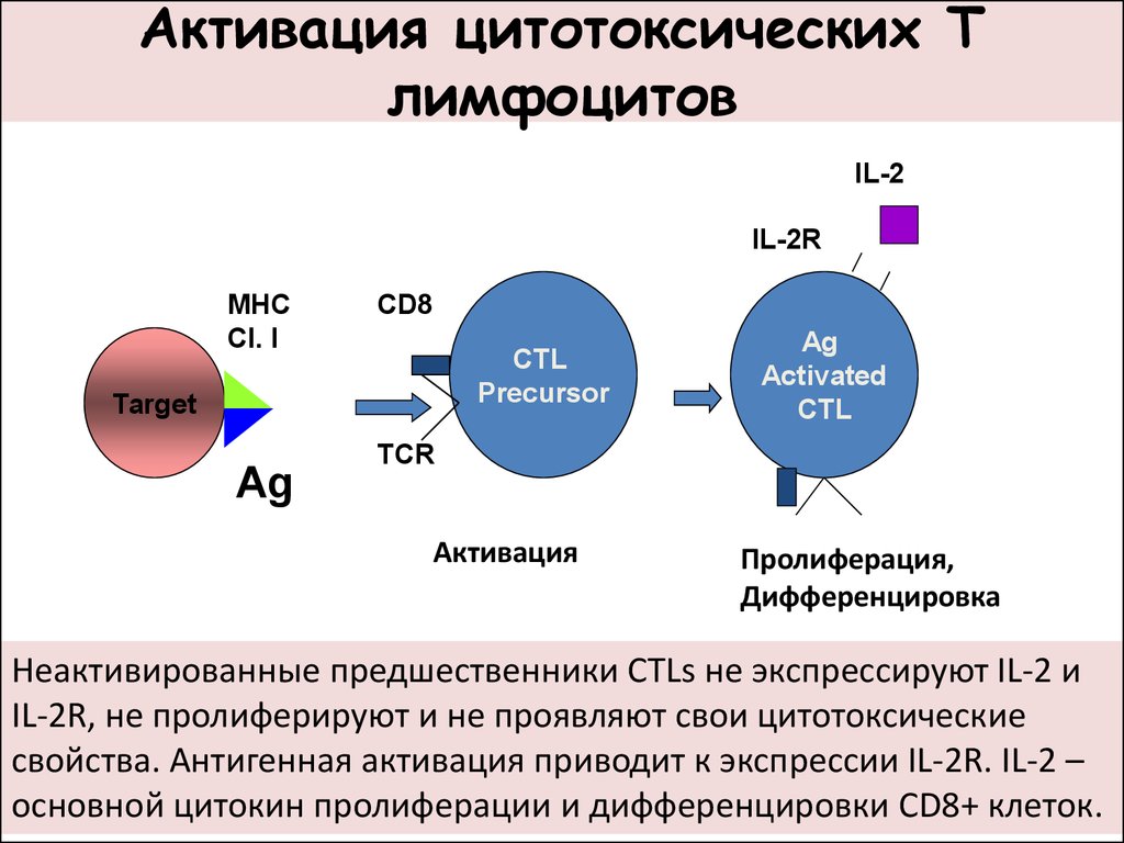 Цитотоксические т клетки. Цитотоксические cd8+ т-лимфоциты. Функции цитотоксических т лимфоцитов. Основные функции цитотоксических лимфоцитов (cd8-лимфоцитов):. Cd8 т-цитотоксические т - клетки.