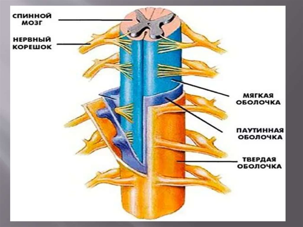 Оболочки спинного мозга схема