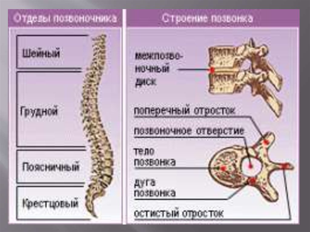 Тело позвонка размер. Скелет человека отделы позвоночника. Структура позвоночника человека. Позвоночник человека анатомия. Строение позвоночника человека анатомия.