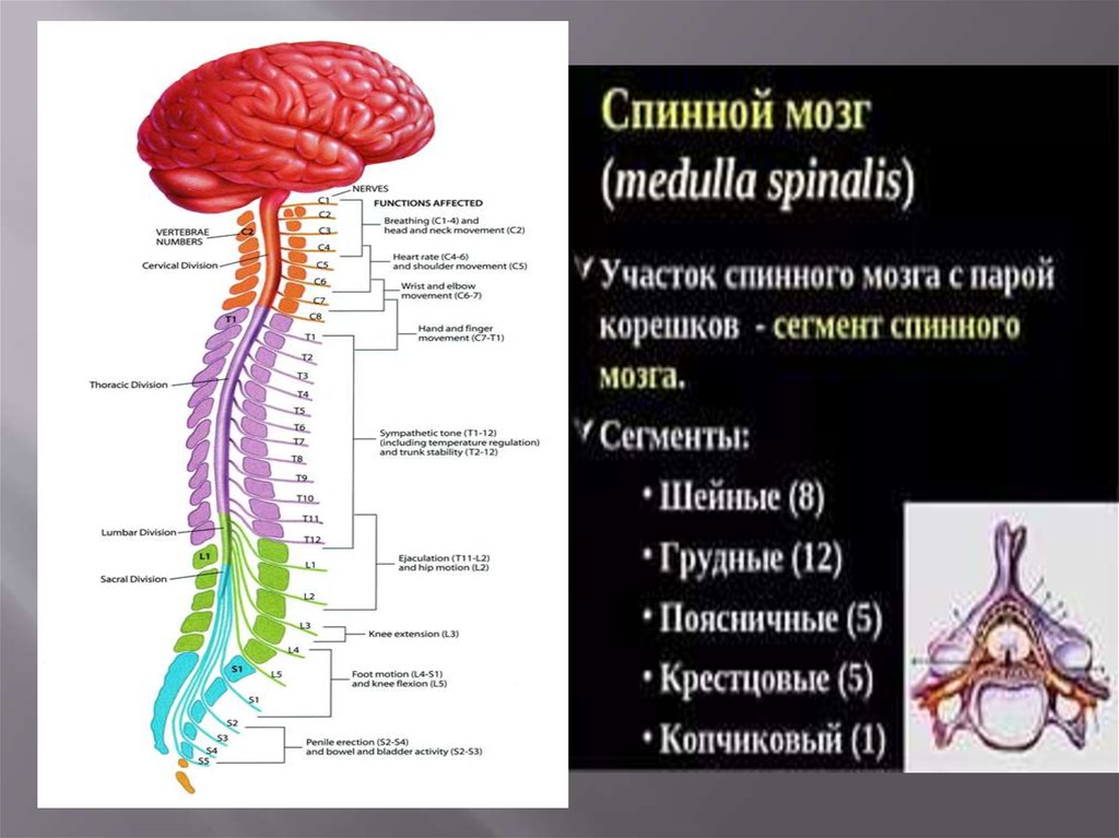 Центральный отдел нервной системы спинной мозг. Нервная система человека головной и спинной мозг. Центральная нервная система спинной мозг. Строение сегмента спинного мозга. Шейные сегменты спинного мозга.