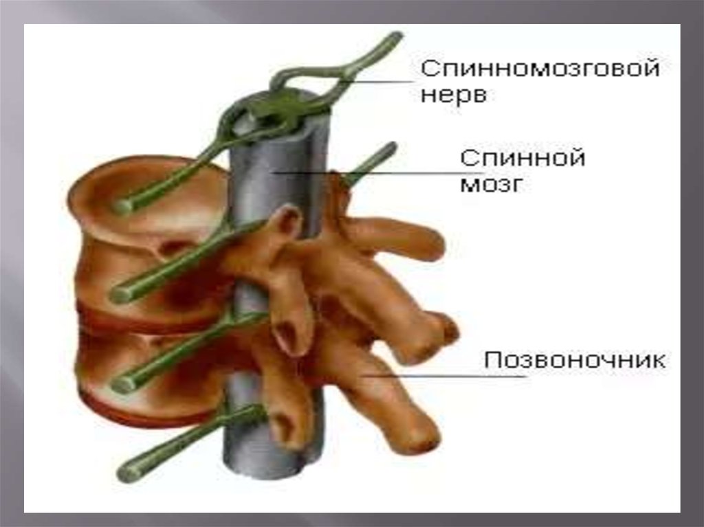 повреждение грудного отдела спинного мозга. ветви крестцового сплетения схема. повреждение грудных сегментов спинного мозга. спинной мозг и спинномозговые нервы. расположение корешков спинного мозга.