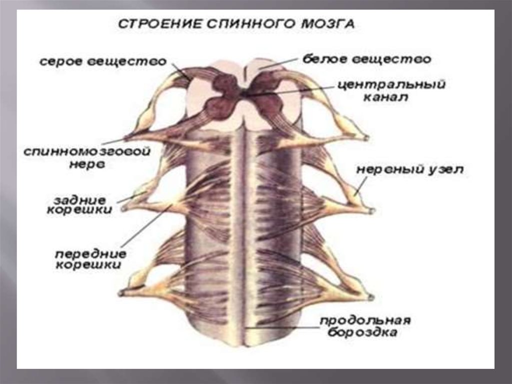 Передний корешок спинного мозга. Части спинного мозга. Корешки спинного мозга строение. Строение спинного мозга вид сбоку. Центральный канал спинной мозг.