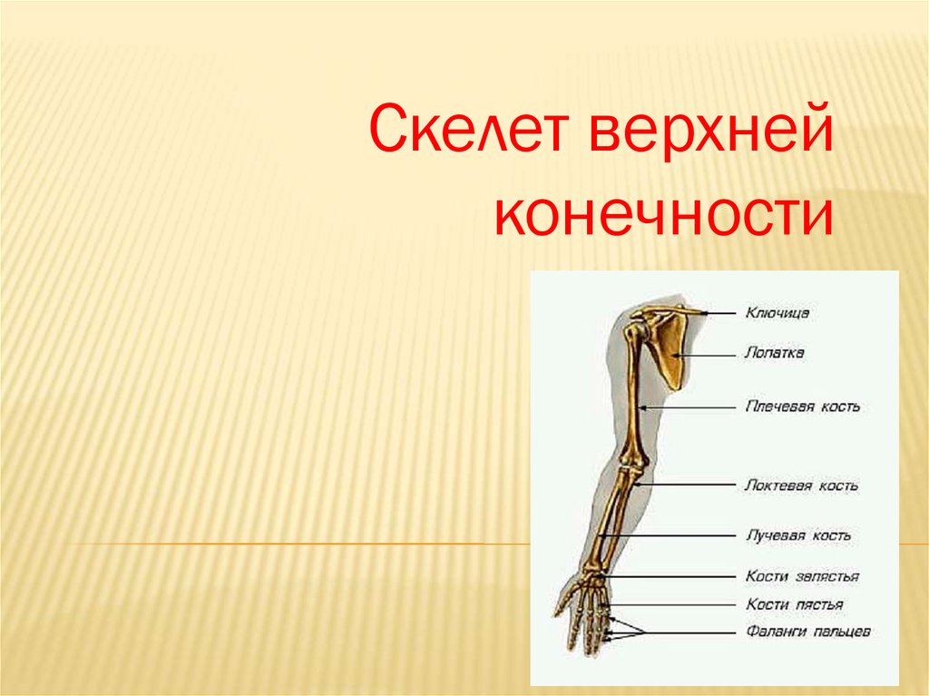 Скелет верхних конечностей скелет плечевого пояса. Скелет свободной верхней конечности анатомия. Скелет пояса верхних конечностей. Скелет конечностей верхняя конечность. Плечевой пояс и скелет верхних конечностей.