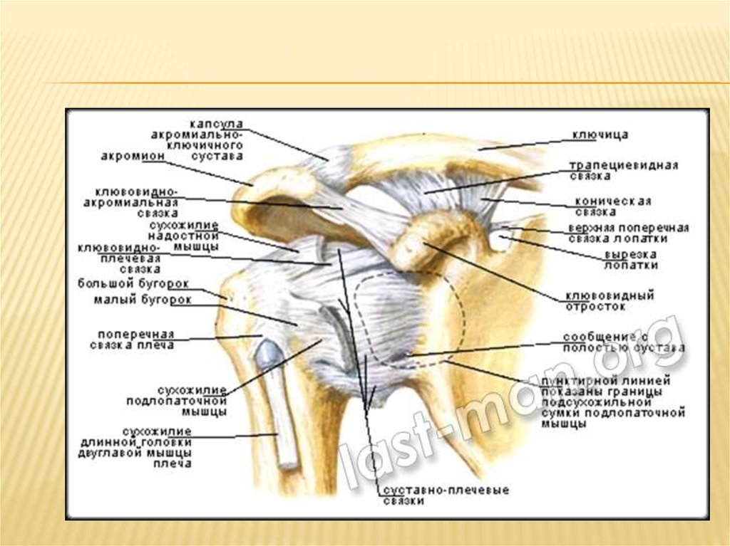 Связки плечевого сустава. Связочный аппарат плечевого сустава. Акромиально-ключичный сустав связочный аппарат. Плечелопаточные связки плечевого сустава анатомия. Плечевой сустав строение анатомия мышцы связки.