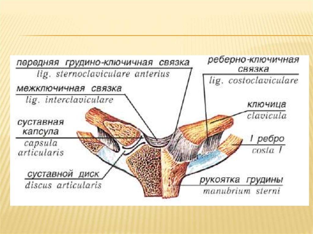 Грудино. Связки грудино-ключичного сустава. Грудино ключичный сустав классификация. Грудино ключичный сустав анатомия строение. Грудино-ключичный сустав анатомия связки.