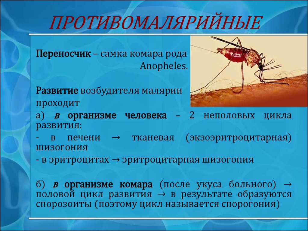 Возбудитель болезни малярии. Комар рода Anopheles - переносчик малярии. Комары рода Anopheles переносят возбудителей. Переносчик малярийного плазмодия. Переносчик возбудителя малярии.