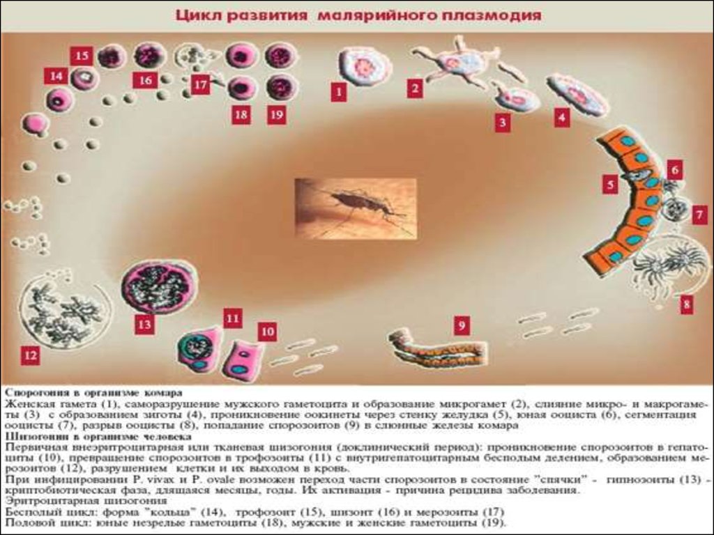 Хозяев в цикле развития малярийного плазмодия. Эритроцитарный цикл плазмодия. Жизненный цикл плазмодия Вивакс. Эритроцитарный цикл малярийного плазмодия. Путь инвазии малярийного плазмодия.