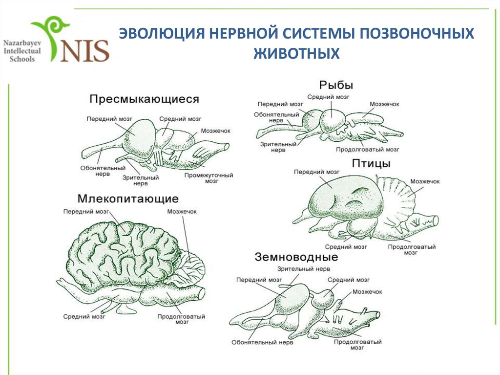 Сравнение мозга рыб земноводных рептилий птиц и млекопитающих. Схема эволюции нервной системы у животных таблица. Строение головного мозга пресмыкающиеся. Нервная система позвоночных животных. Отделы входящие в состав головного мозга млекопитающих