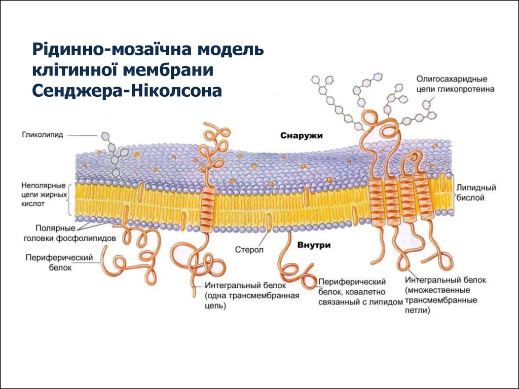 Модель мембраны клетки. Мозаичная модель клеточной мембраны. Жидкостно-мозаичная модель строения мембраны (Сингер, Николсон, 1972);. Жидкостно-мозаичная модель мембраны Сингера-Николсона. Жидкостно-мозаичная модель мембраны клетки.